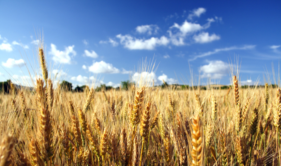 wheat on blue sky