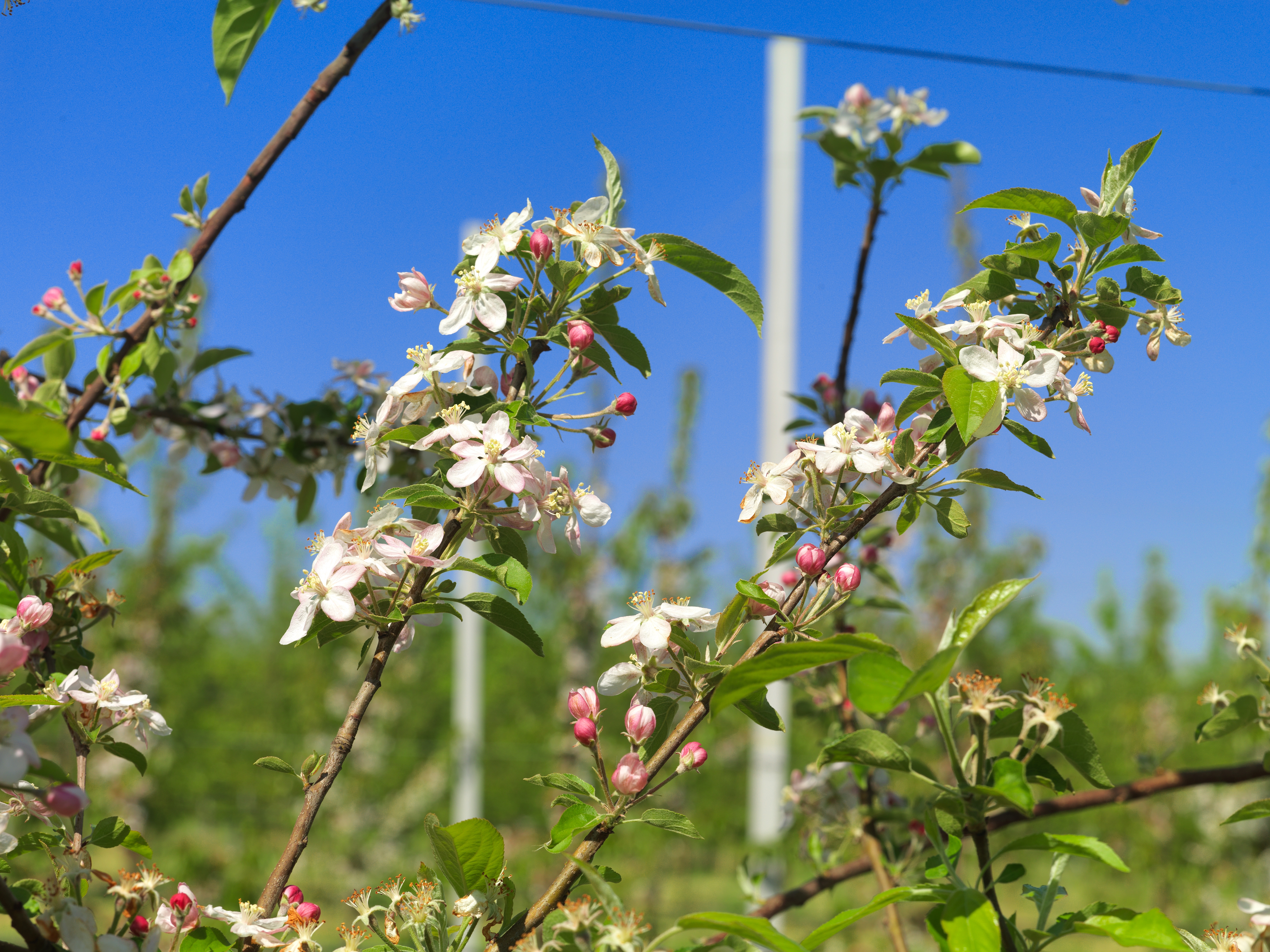 alberi in fiore_0005