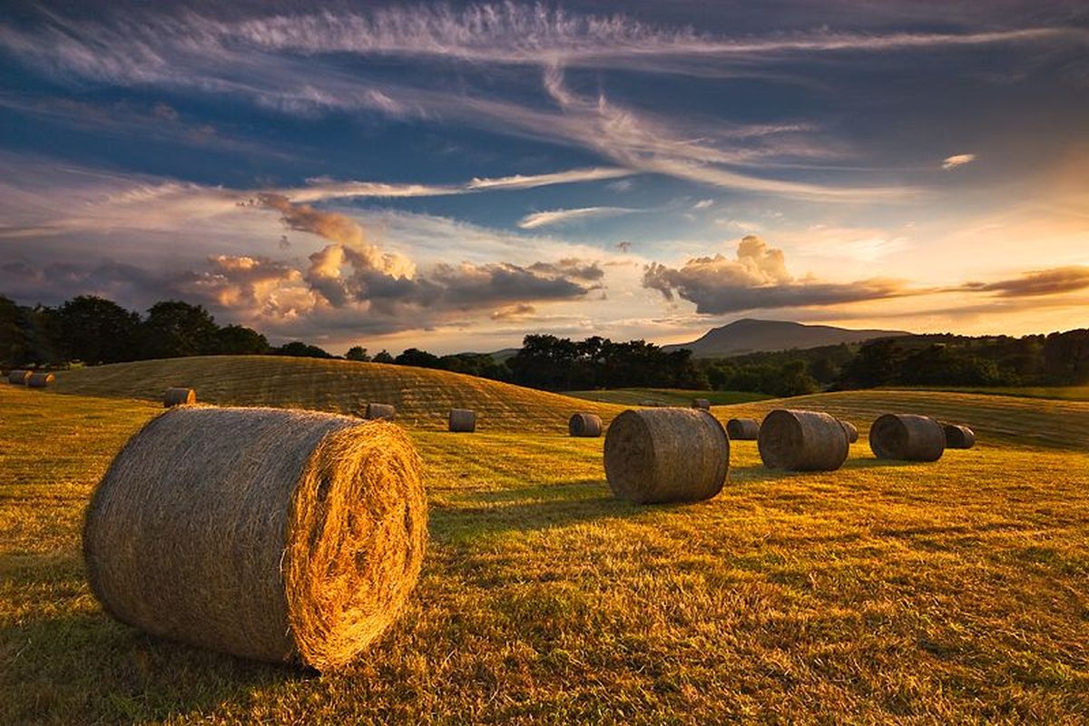 AgricolturaCampo