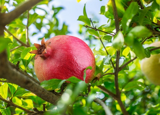 Ripe red pomegranate fruit on the tree.